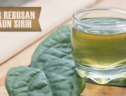 Catat! Ini 5 Manfaat Minum Air Rebusan Daun Sirih Bagi Kesehatan