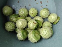 Viral untuk Mabuk, Polda Kalsel Tunggu Hasil Labfor dari Kandungan Buah Kecubung