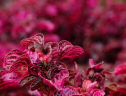 Ini Sederet Khasiat Bayam Merah bagi Kesehatan Tubuh