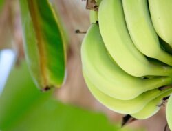 Ini Sederet Asupan yang Dapat Memperpanjang Umur, Diantaranya Pisang Hijau