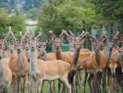 Banyak Yang Belum Tahu, Ini Sederet Manfaat Daging Rusa bagi Kesehatan