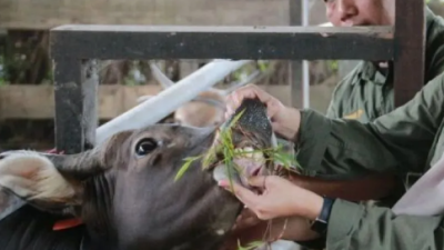 Kementan Perkuat Pengendalian Penyakit Hewan Ternak Jelang Ramadan dan Idul Fitri