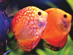 Begini Tips Merawat Ikan Hias Agar Sehat dan Tetap Indah