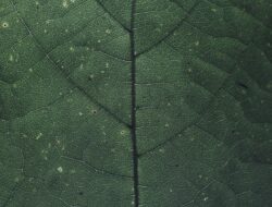 Ini Sederet Khasiat Daun Klorofil bagi Kesehatan