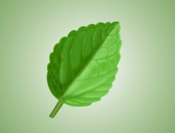 Ini Manfaat Daun Sambung Nyawa bagi Kesehatan