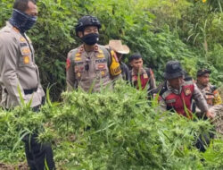 Polisi Temukan Ladang Ganja di Taman Nasional Bromo, Empat Pemilik Jadi Tersangka