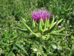 Ini Sederet Khasiat Milk Thistle bagi Tubuh Yang Asing Ditelinga