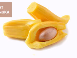 Selain Dagingnya, Ini Manfaat Konsumsi Biji Nangka Bagi Kesehatan