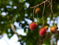 Ini 5 Manfaat Buah Rambutan Bagi Kesehatan Tubuh, Diantaranya Menjaga Kesehatan Mata