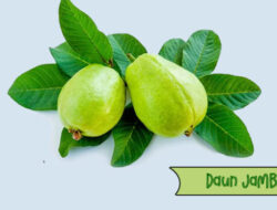 Ini 5 Manfaat Daun Jambu Biji Bagi Kesehatan