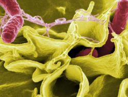 FDA Tarik Produk Suplemen Moringa Rosabella Akibat Kontaminasi Bakteri Salmonella