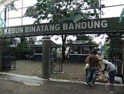 Bandung Zoo Belum Ada Pengelola Baru, BBKSDA Jabar Siapkan Opsi Translokasi Satwa Secara Bertahap