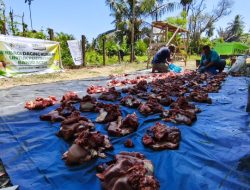 Program Kurban Bahagia Laznas Yakesma Jangkau 100.890 Penerima Manfaat di 34 Provinsi Hingga Luar Negeri