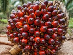 Peta Jalan Energi Nasional: Pertamina Gandeng Stakeholder Garap Bioenergi Berbasis Sawit